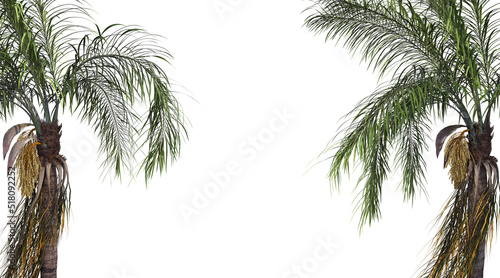 Tropical plant foreground on a white background