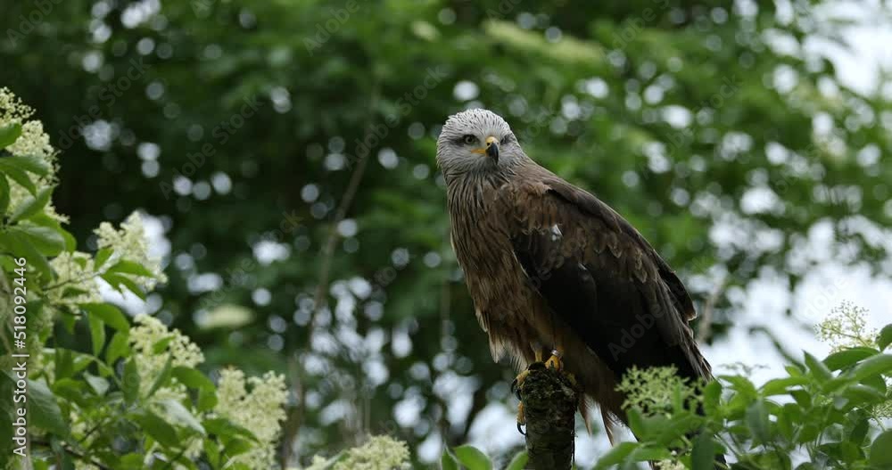 Black kite, Milvus migrans, perched on branch in elder flower surrounded by blossoms. Endangered bird of prey in windy day. Cute bird with beautiful eyes and feather. Wildlife nature. Natural habitat. Black kite, Milvus migrans, perched on branch in elder flower surrounded by blossoms. Endangered bird of prey in windy day. Cute bird with beautiful eyes and feather. Wildlife nature. Natural habitat.