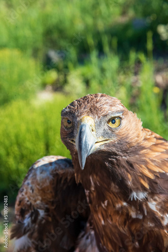 Águila real mirando a la cámara en la naturaleza