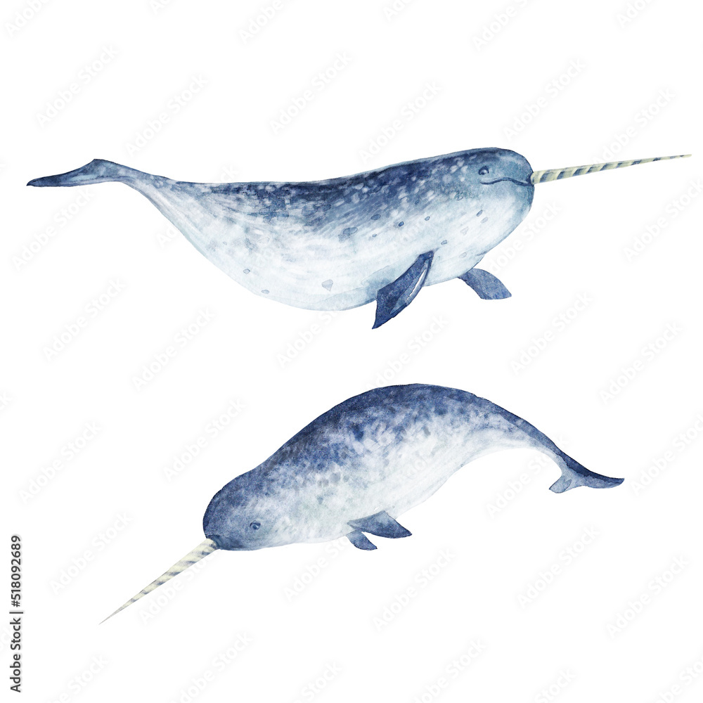 Beautiful set with watercolor hand drawn narwhal sea animals. Stock clip art illustration. - obrazy, fototapety, plakaty 