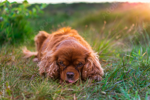 Obraz na płótnie cocker spaniel dog