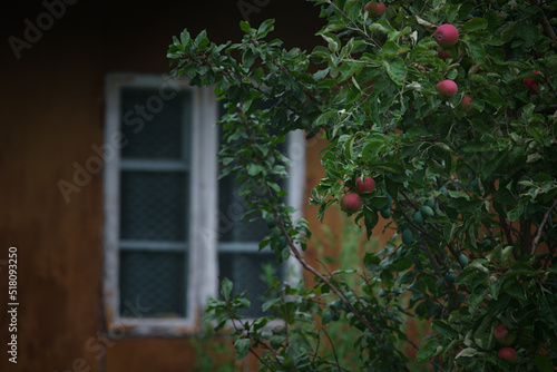 Jabłoń na tle starego domu