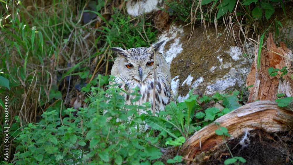 closeup 4k video of a male Siberian eagle owl, a large bird of prey, sitting in the tall grass in the summertime with white, brown feathers and saturated orange eyes, looking around and hiding animal closeup 4k video of a male Siberian eagle owl, a large bird of prey, sitting in the tall grass in the summertime with white, brown feathers and saturated orange eyes, looking around and hiding animal