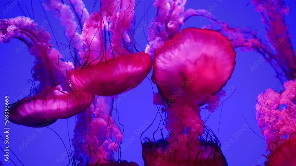 jelly fishes in the aquarium