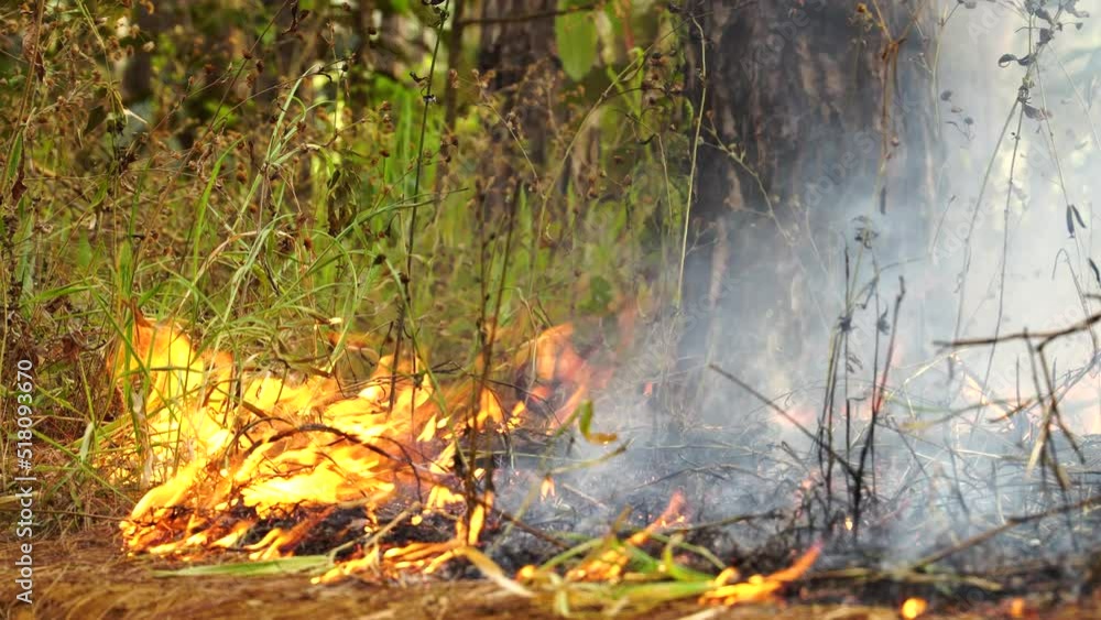 Fire Burning Dry Grass On Forest - close up Fire Burning Dry Grass On Forest - close up