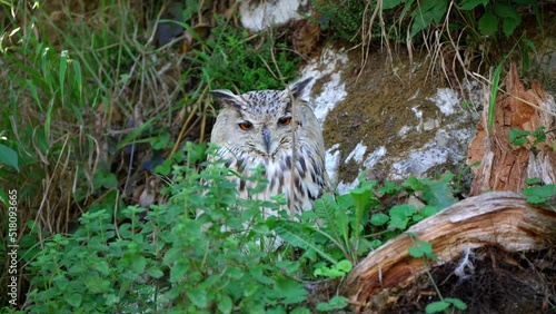 closeup 4k video of a male Siberian eagle owl, a large bird of prey, sitting in the tall grass in the summertime with white, brown feathers and saturated orange eyes, looking around and hiding animal photo