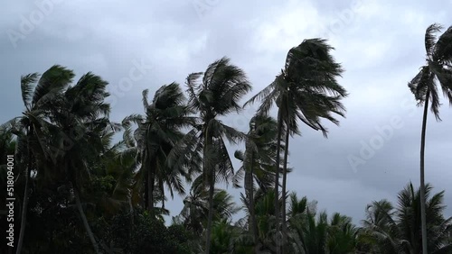 Tropical Monsoon Strong wind Palm Trees. Bad Weather