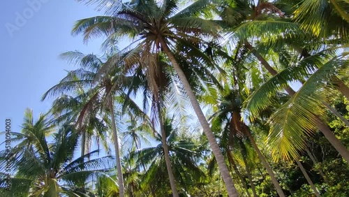 Green Palm Tree On Blue Sky Background, Coconut Trees Against Sun, Thailand