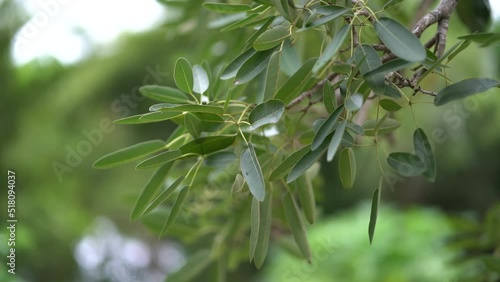 Wallpaper Mural Tree Branch With Green Leaves Blowing In The Wind Torontodigital.ca