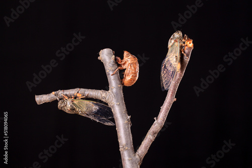 A cicada metamorphoses on a branch