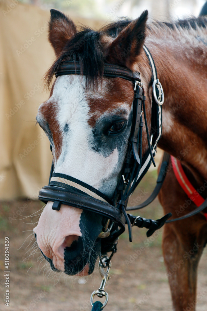 Obraz premium brown and white colored horse head in close up
