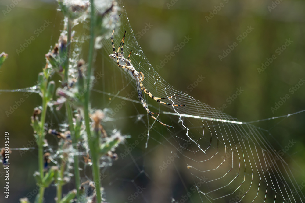 Argiope lobata with cobwebs. Near the banks of the Karatal River. Summer. Kazakhstan, Zhetysu region.