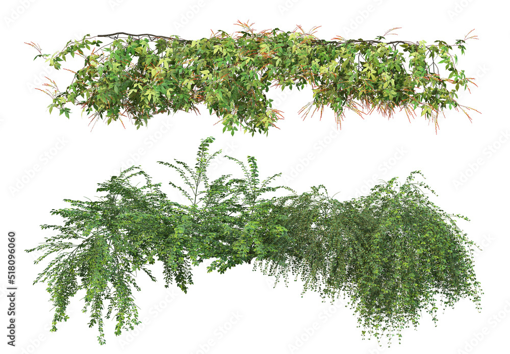 Fototapeta premium Ivy flowers on a white background.