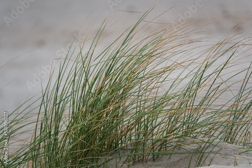 sich wiegender Strandhafer in einer sanften Brise an einem weißen Sandstrand © orangemocca