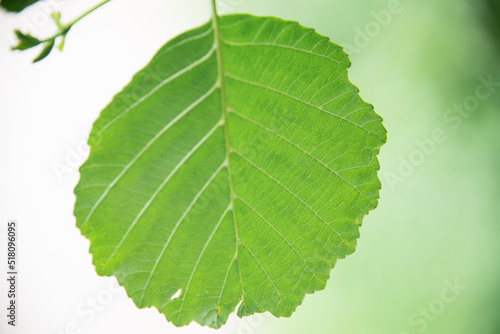 Licht, welches durch ein junges Bluchenblatt scheint