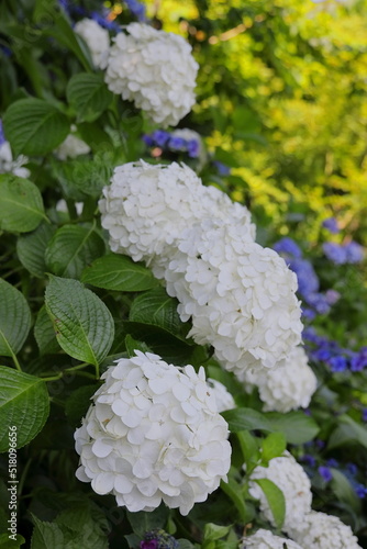 梅雨の晴れ間に映える満開の珍しい真っ白な紫陽花