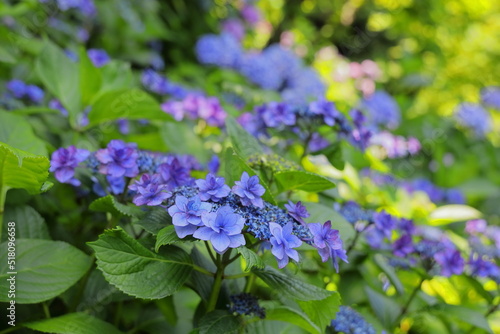 梅雨の晴れ間に映える満開の珍しい紫の紫陽花