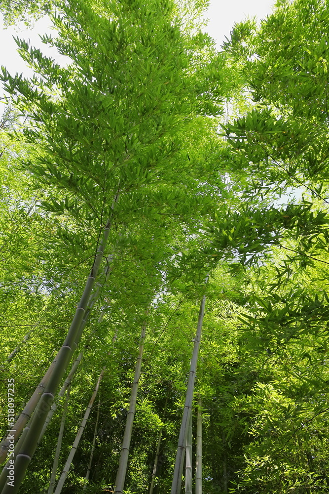 Obraz premium 陽射しを浴びてキラキラ光る竹林