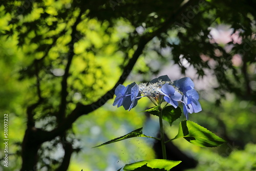 梅雨の晴れ間に映える満開の珍しい種類の紫陽花