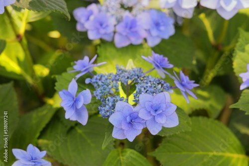 梅雨の晴れ間に映える満開の珍しい種類の紫陽花