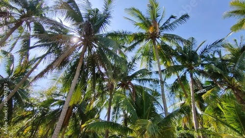 Sunny Day Blue Sky Coconut Palm Tree On Island Beach, Palms Moving By Wind