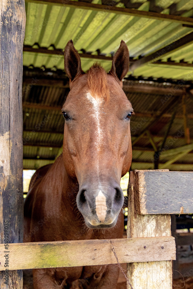 Fototapeta premium horse