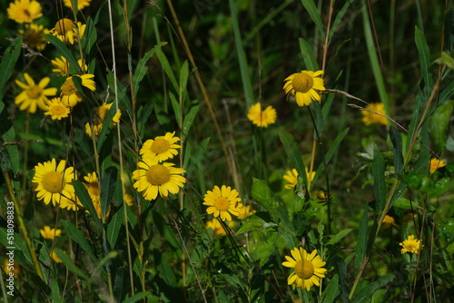 Chamomile tinctoria (Anthemis tinctoria) in a field 