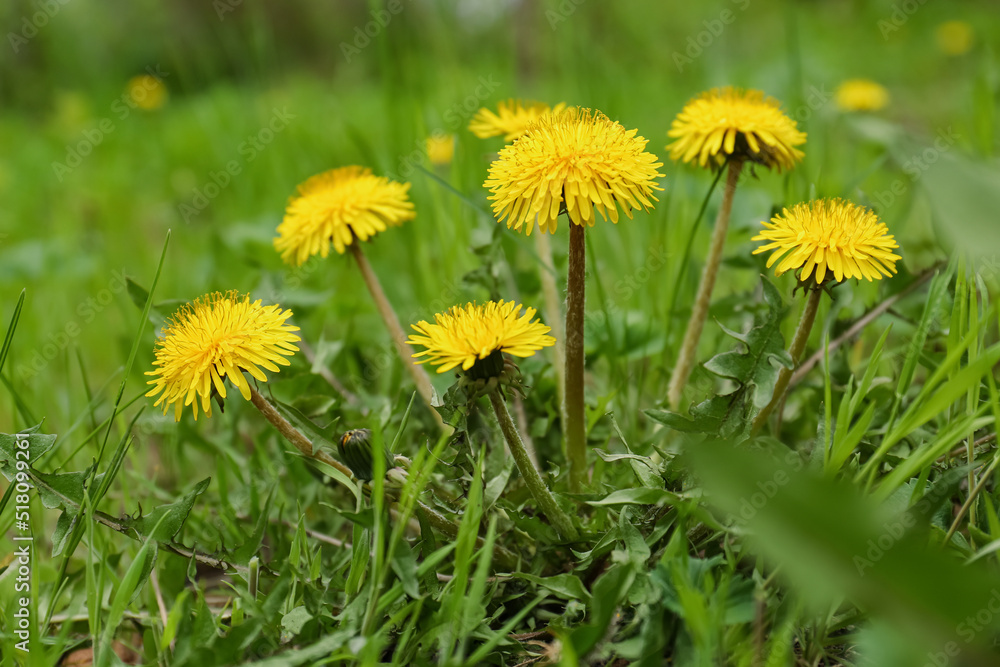 Beautiful yellow dandelion flowers growing outdoors, closeup Beautiful yellow dandelion flowers growing outdoors, closeup