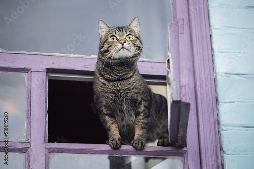 A cute tabby cat sits on the window and looks into the distance.