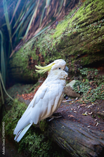 Fototapeta Naklejka Na Ścianę i Meble -  white cacatua, cackatoo on natural background in a zoo or in the wild