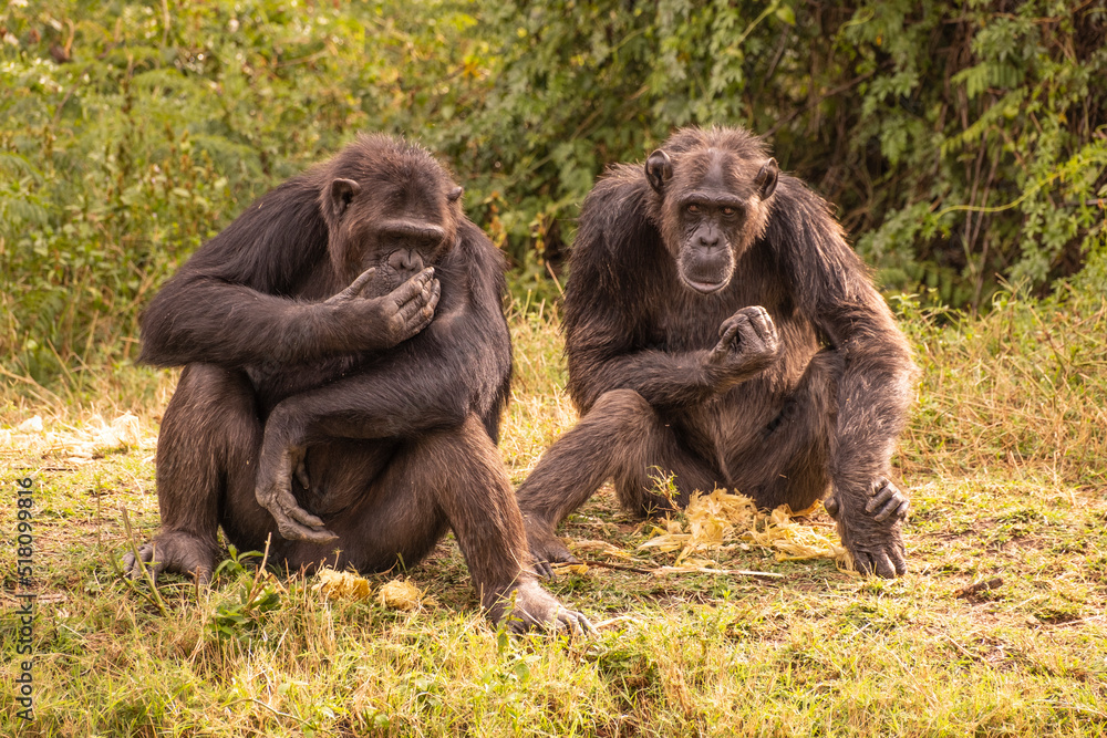 Chimps sitting and talking together.in wilderness of Kenya