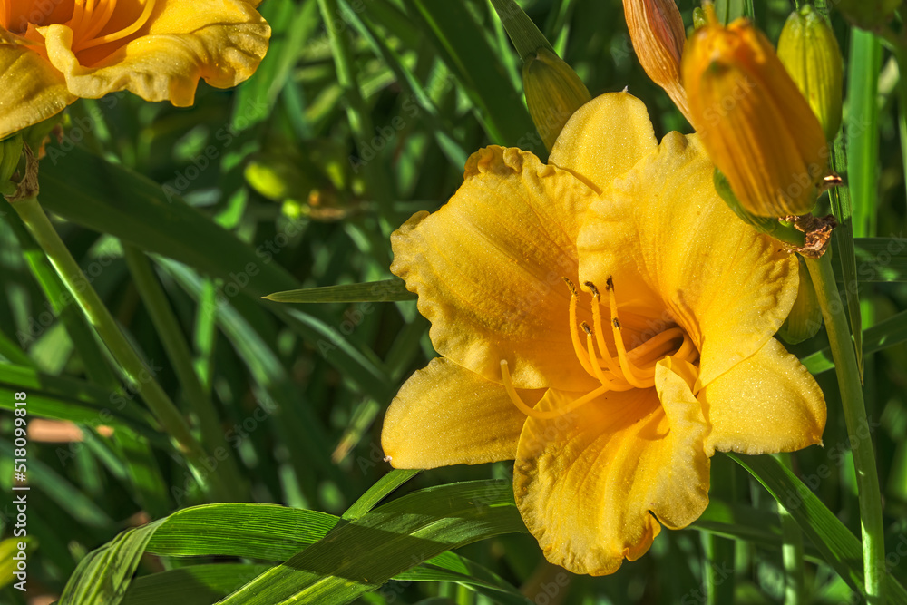 Closeup of the Daylily Stella d'Oro in the evening sunlight Closeup of the Daylily Stella d'Oro in the evening sunlight