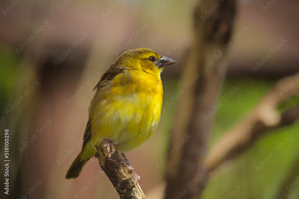 Male Village Weaver (Ploceus cucullatus) with ruffled feathers. High quality photo Male Village Weaver (Ploceus cucullatus) with ruffled feathers. High quality photo