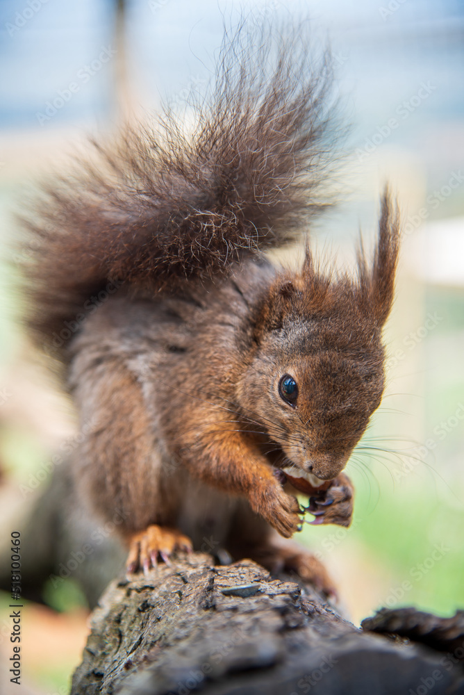 Fototapeta premium Detail of Red squirrel eating on a branch