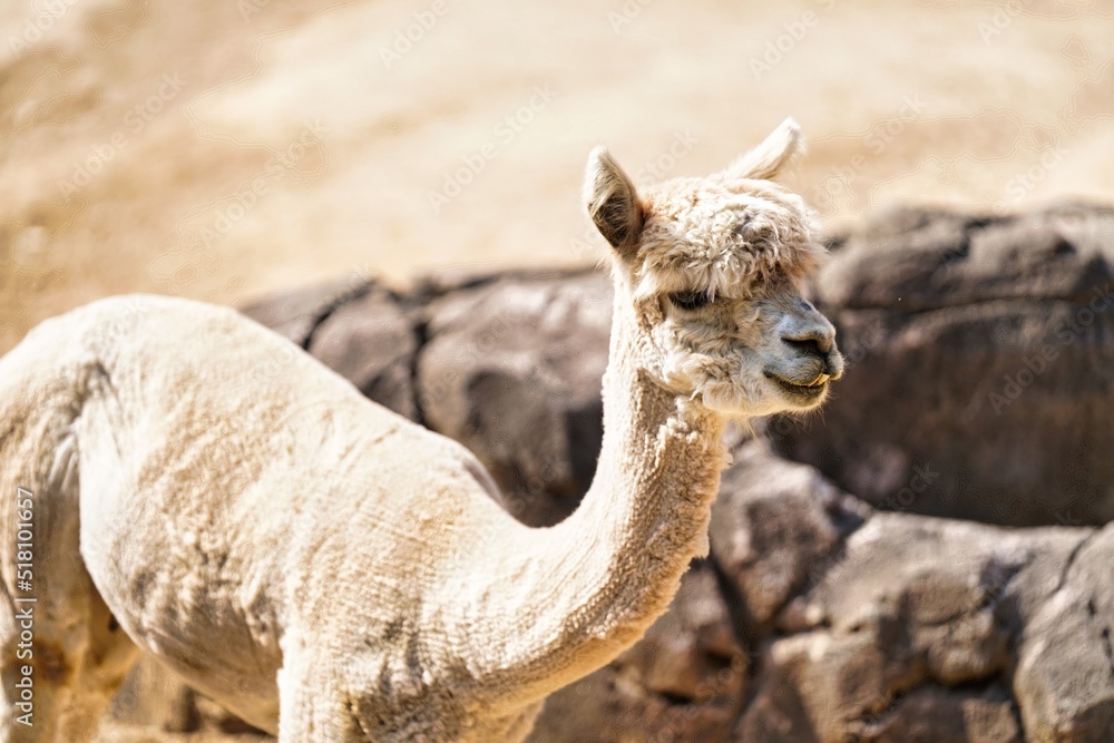 서울 대공원 동물원 알파카 동물 StockFoto Adobe Stock