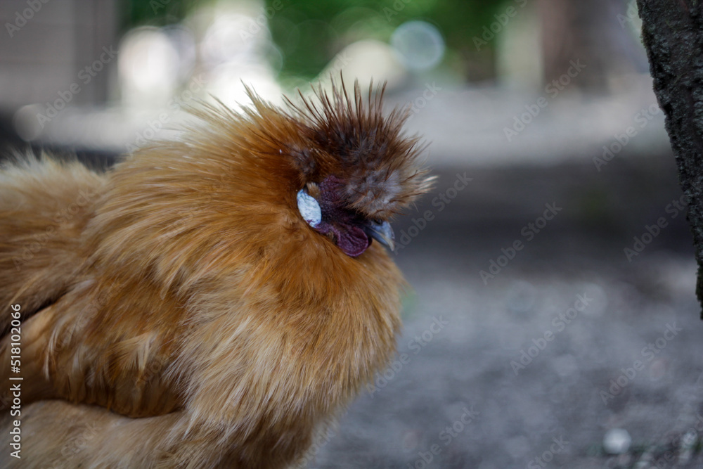 Silkie chicken. red Silky is breed of chicken known for its fluffy ...