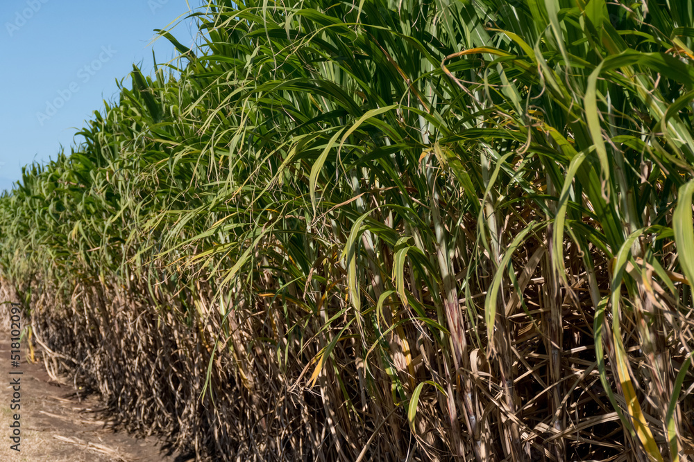 Obraz premium Sugarcane crops plantation farm field in Bundaberg, Australlia. Sugarcane is a raw material to produce sugar, bio fuel and ethanol.
