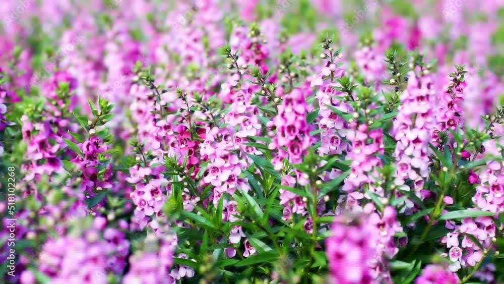 Shift blur to focus close up macro shot pink flower in the tropical garden Beautiful blurred natural Ecology Environment background