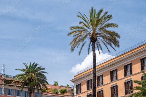 Bottom-up view to palm trees with an impressive colorful renovated stone buildings and clouded sky in background. © Silga