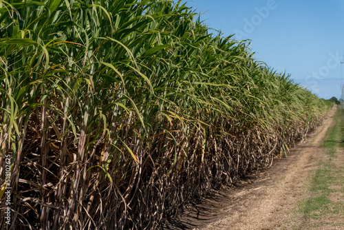 Sugarcane crops plantation farm field in Bundaberg, Australlia. Sugarcane is a raw material to produce sugar, bio fuel and ethanol.