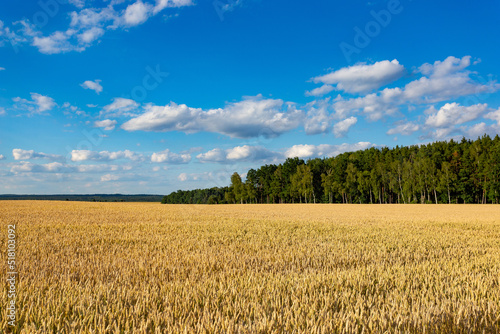 Wheat field on a summer day. Ripe harvest.