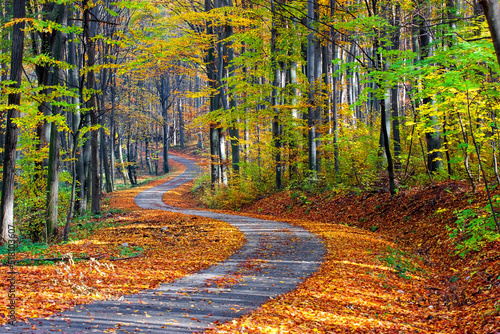 Long footpath winding through gorgeous colorful forest in autumn