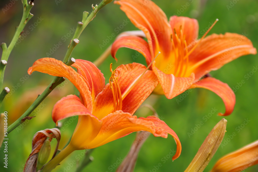 Daylily blooming in the garden against the backdrop of sunlight. Photo of nature. Daylily blooming in the garden against the backdrop of sunlight. Photo of nature.