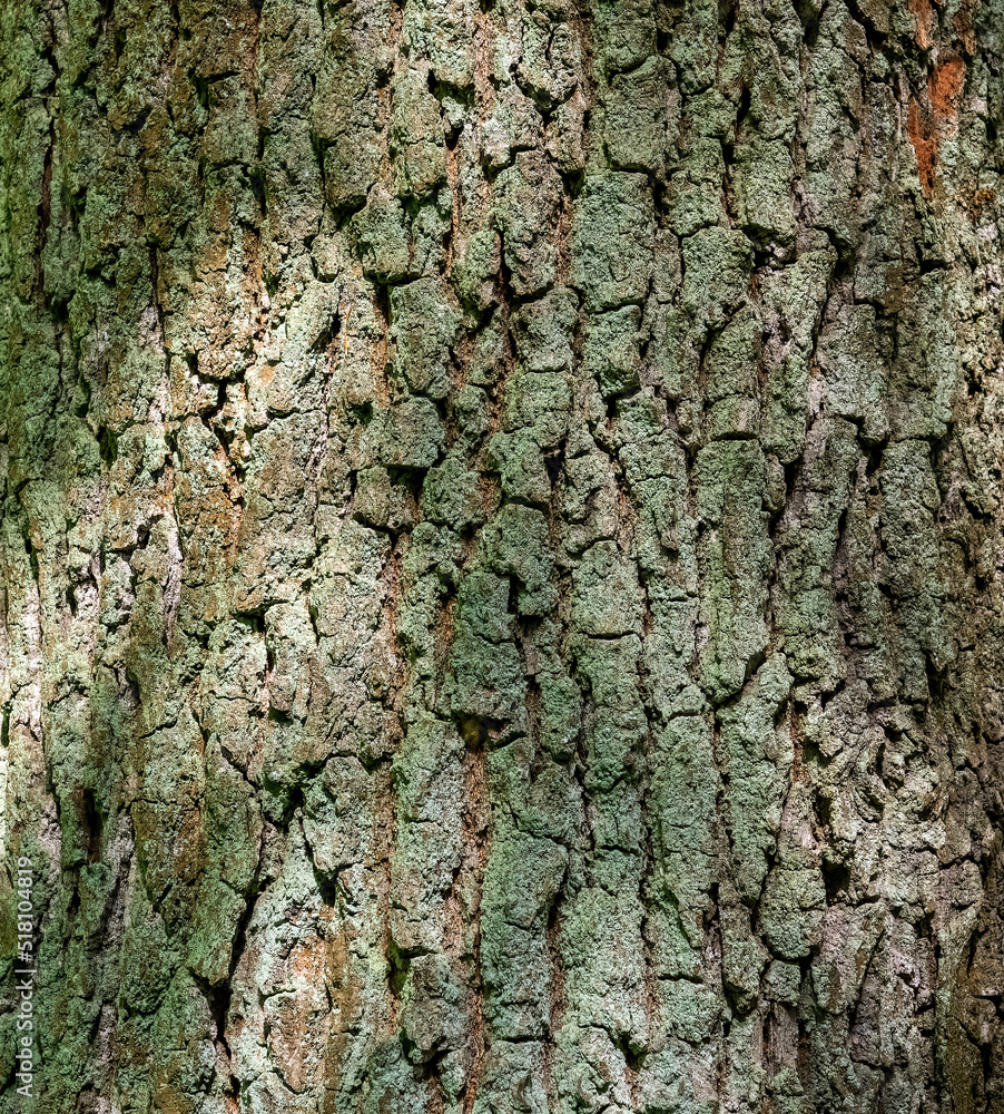 tree bark texture, abstract background