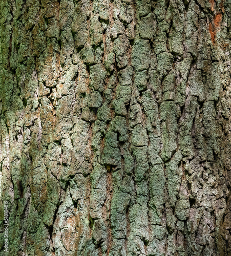 Obraz na płótnie tree bark texture, abstract background w salonie