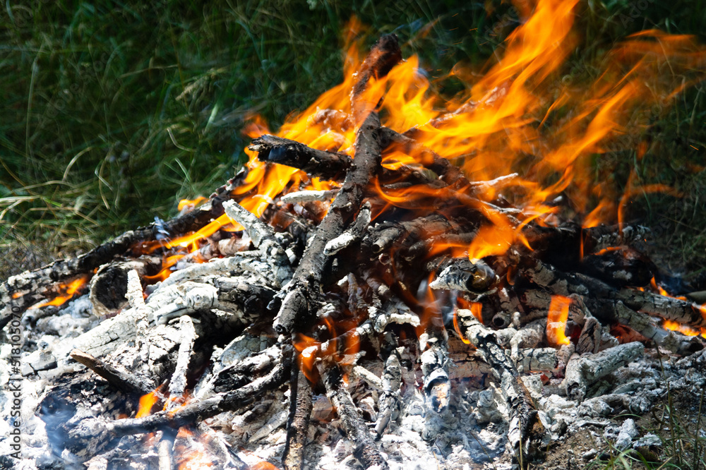 fire in the forest fire in the forest