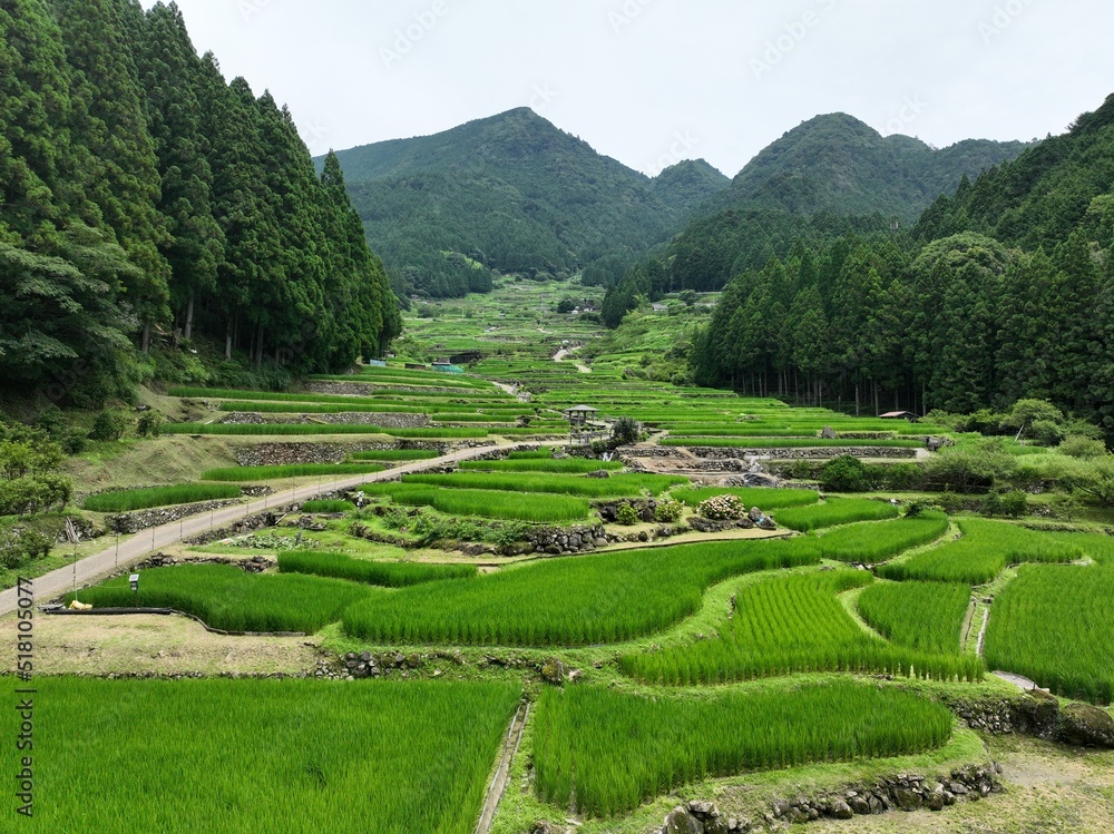 四谷千枚田の初夏の風景を空撮