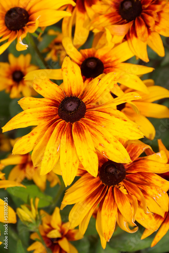 Rudbeckia bicolor in the garden. Yellow flowers. Photo of nature.