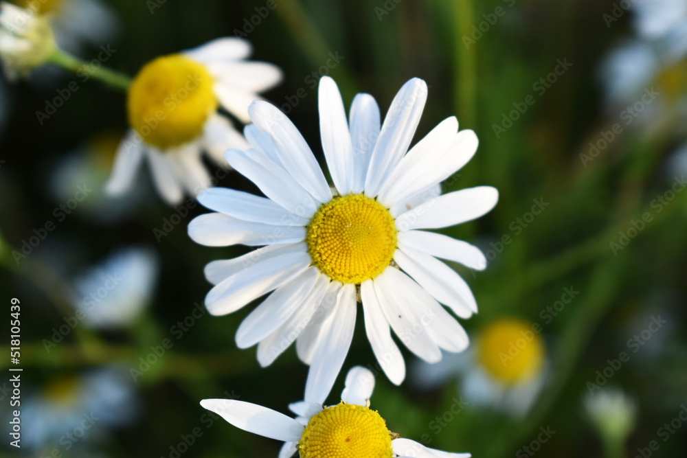 White And Yellow Daisy Daisies In Grass Field White And Yellow Daisy Daisies In Grass Field