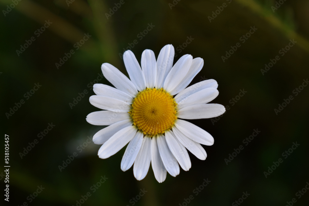Single Isolated White Daisy On Dark Green Black Background Single Isolated White Daisy On Dark Green Black Background
